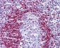 ADK / Adenosine Kinase Antibody (clone AT4F8)